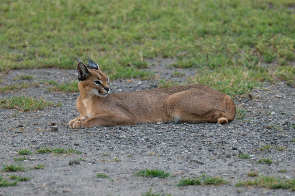 Caracal in Serengeti-1