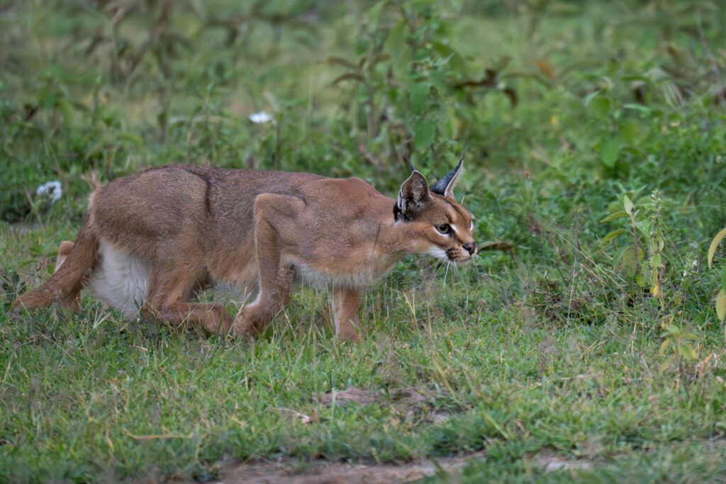 Caracal in Serengeti-10