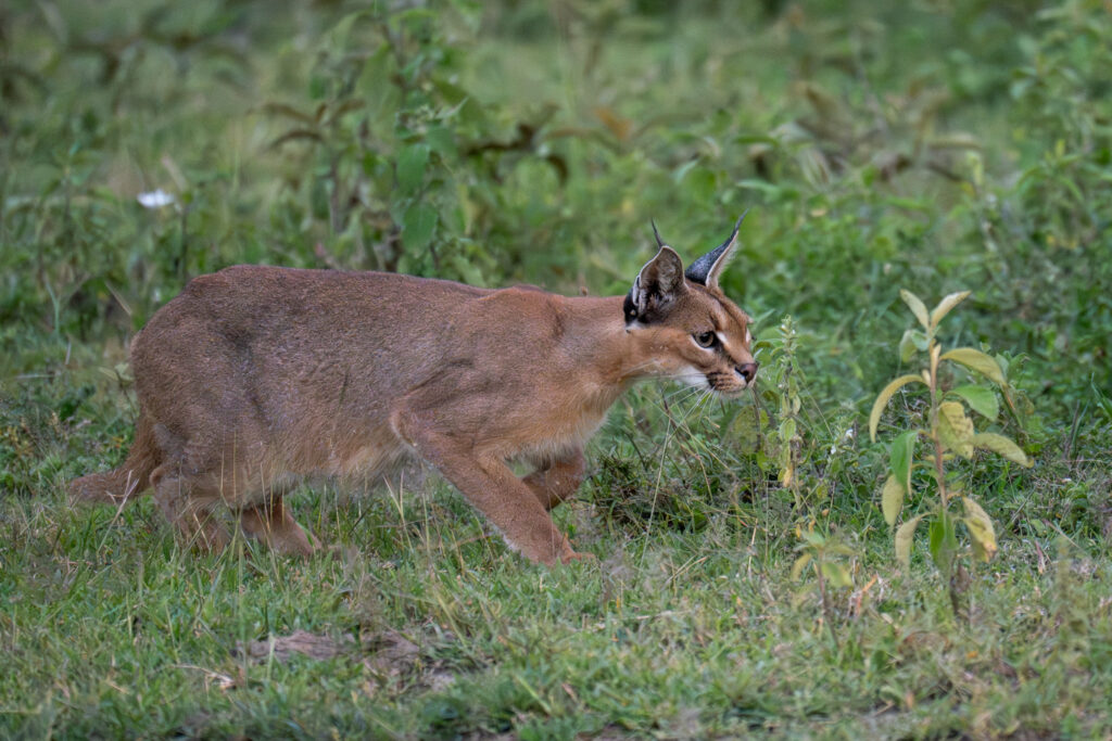 Caracal in Serengeti-11