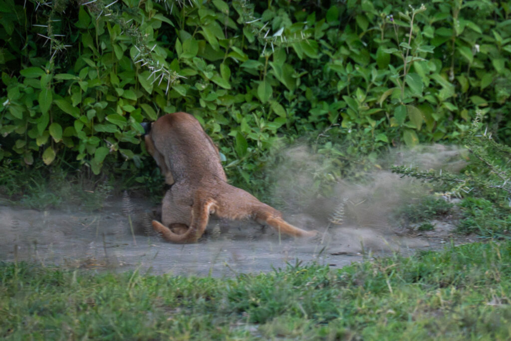 Caracal in Serengeti-13