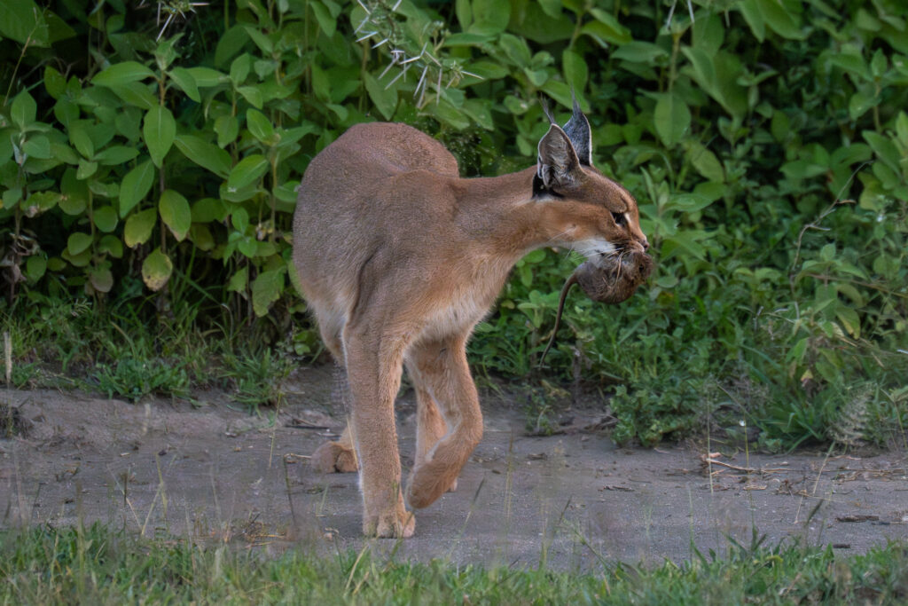 Caracal in Serengeti-14