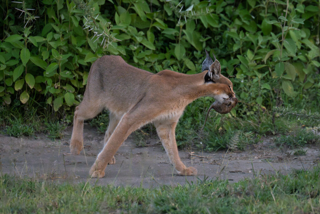 Caracal in Serengeti-15