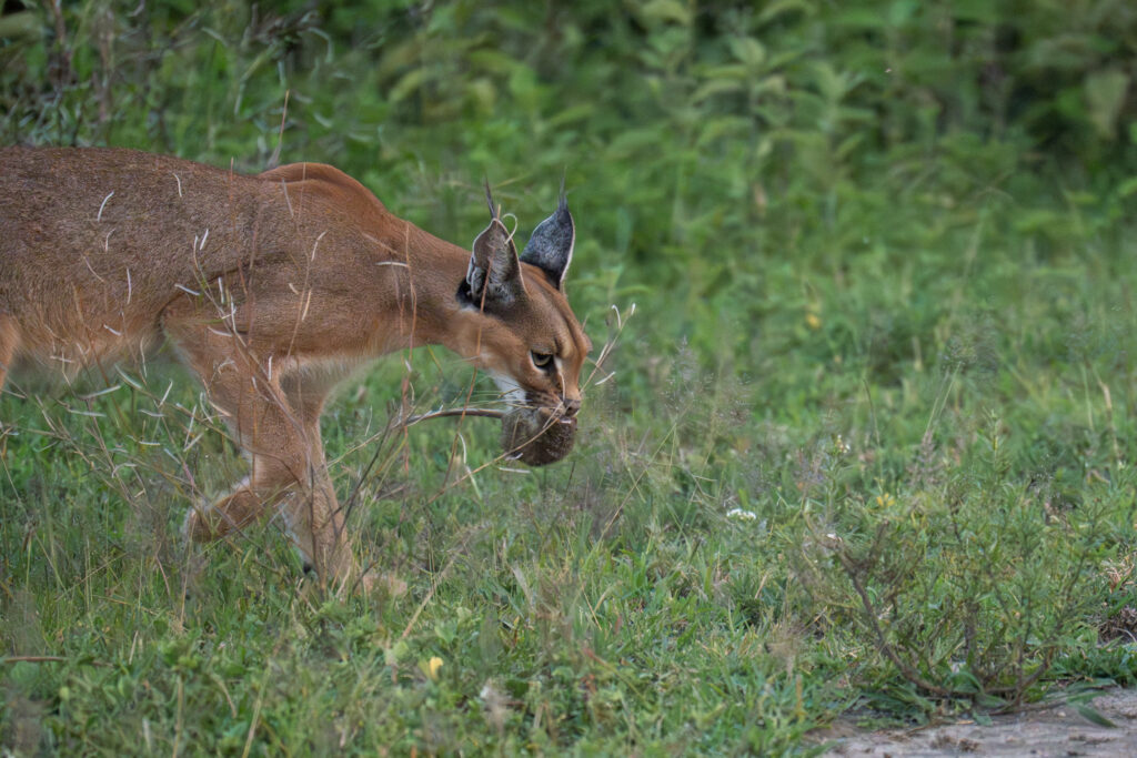 Caracal in Serengeti-16