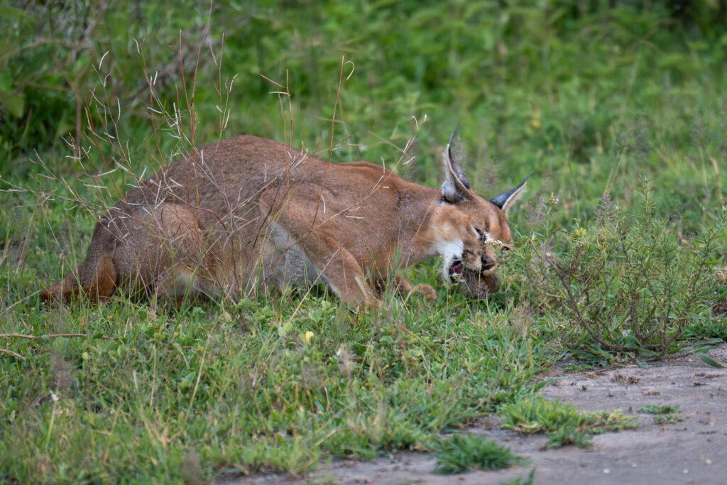 Caracal in Serengeti-17