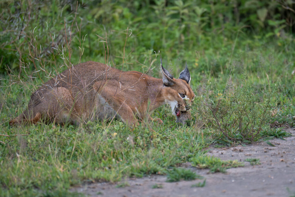 Caracal in Serengeti-18