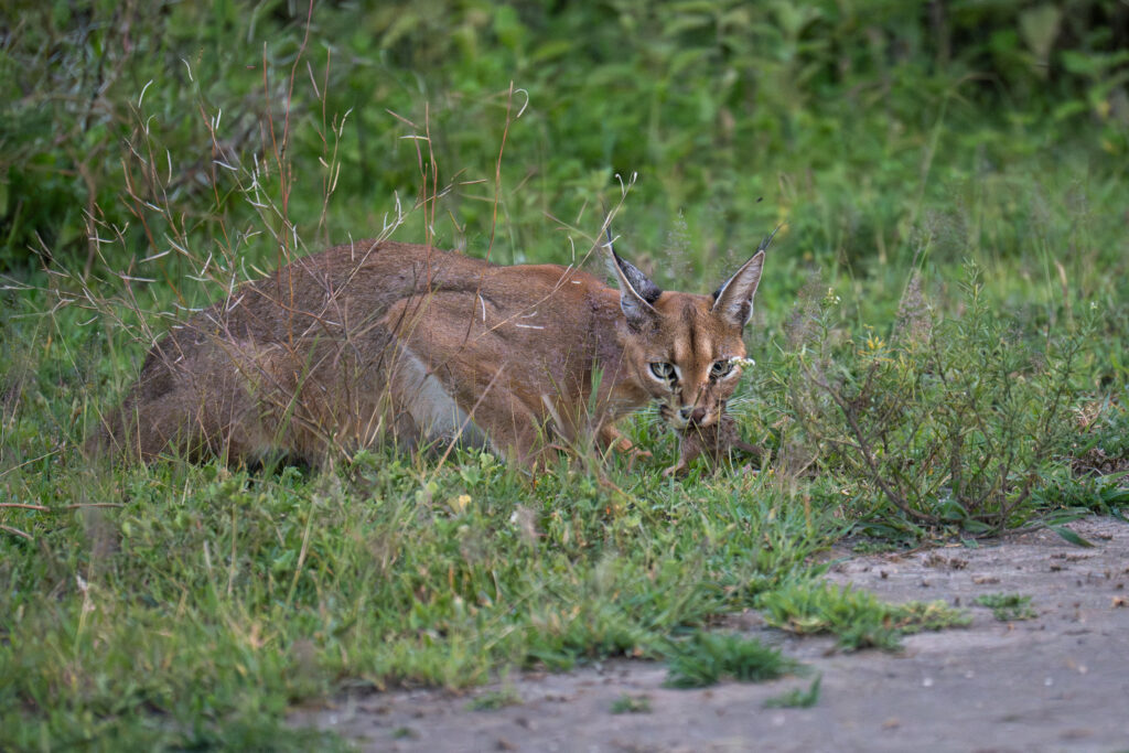 Caracal in Serengeti-19