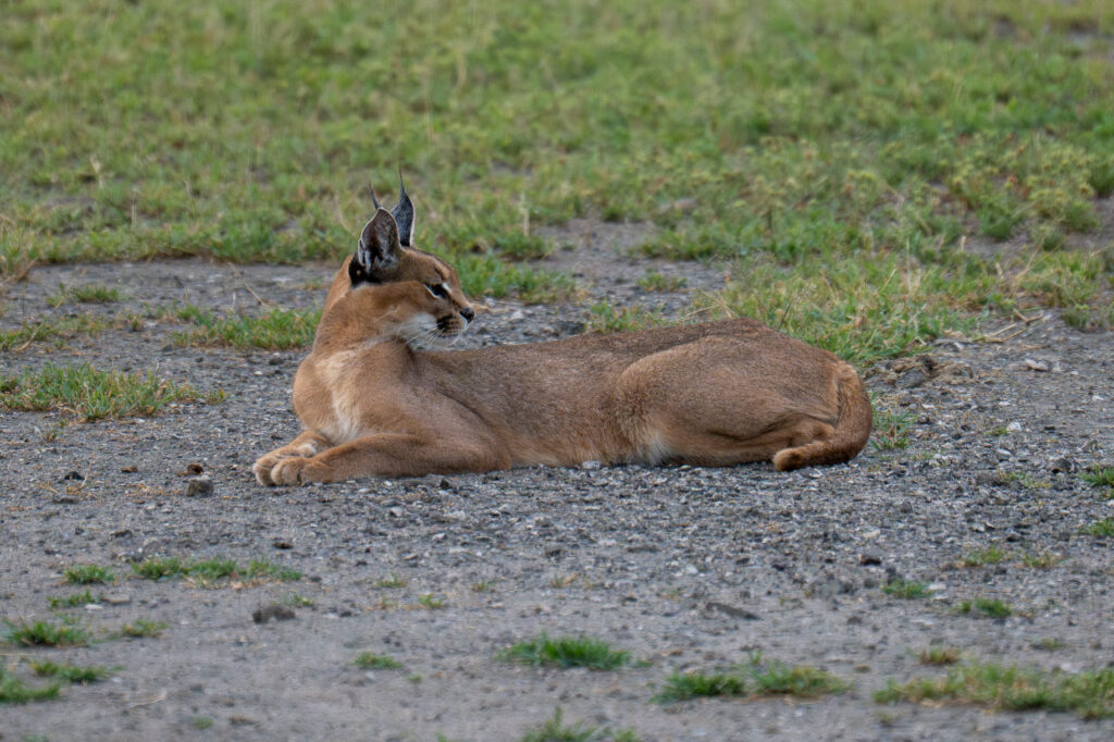 Caracal in Serengeti-2