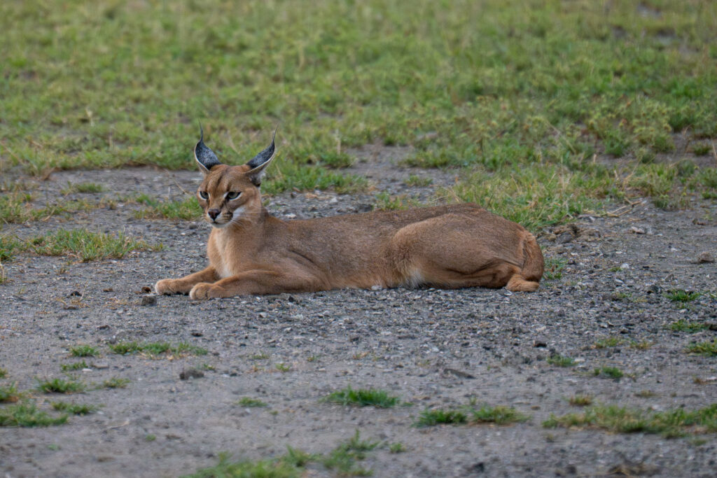 Caracal in Serengeti-3
