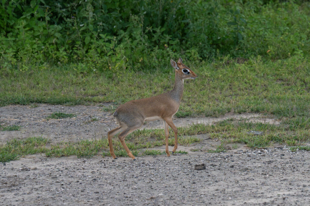 Caracal in Serengeti-4