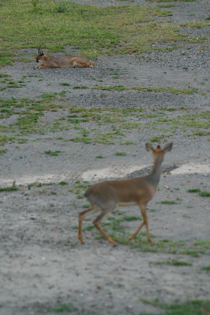 Caracal in Serengeti-5