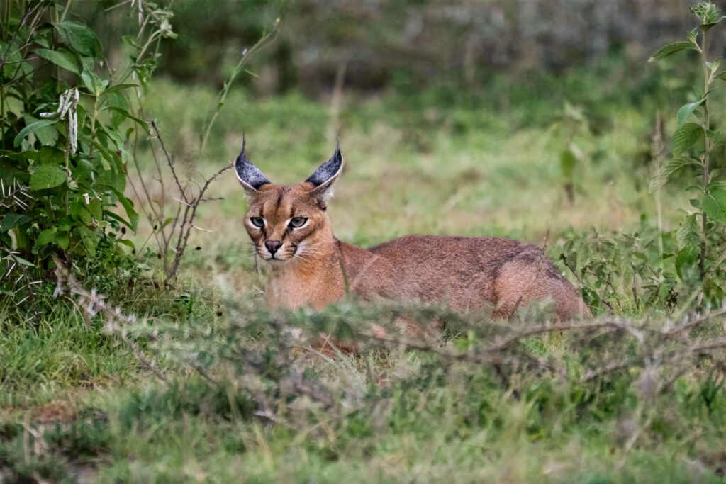 Caracal in Serengeti-6