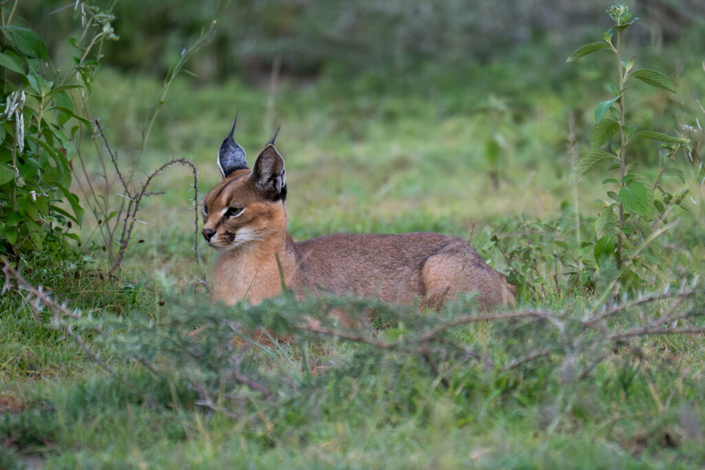 Caracal in Serengeti-8