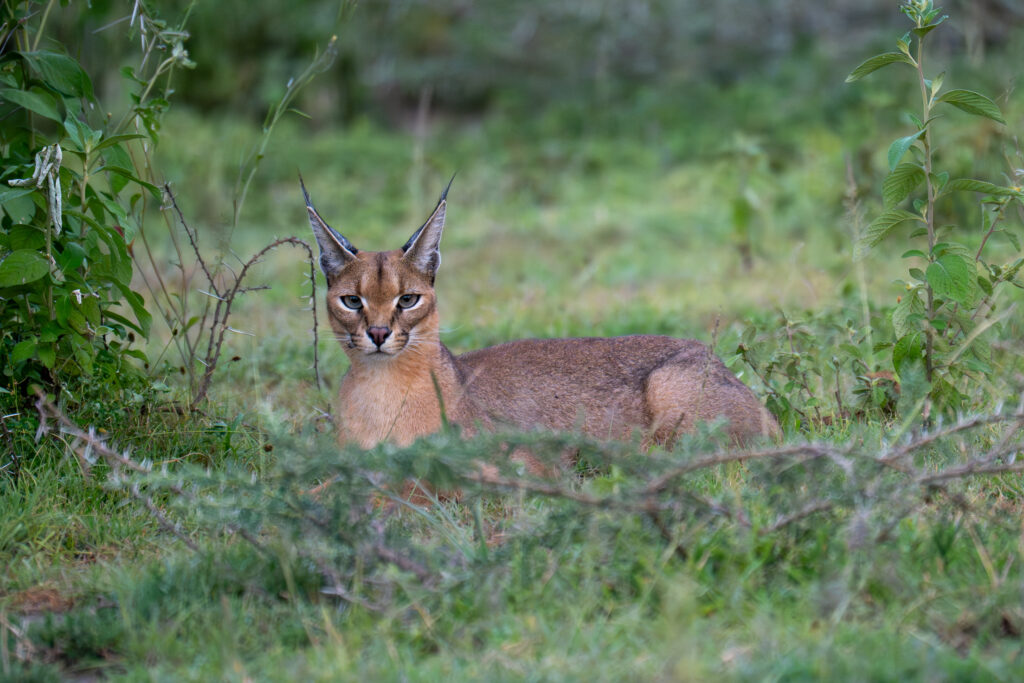 Caracal in Serengeti-9